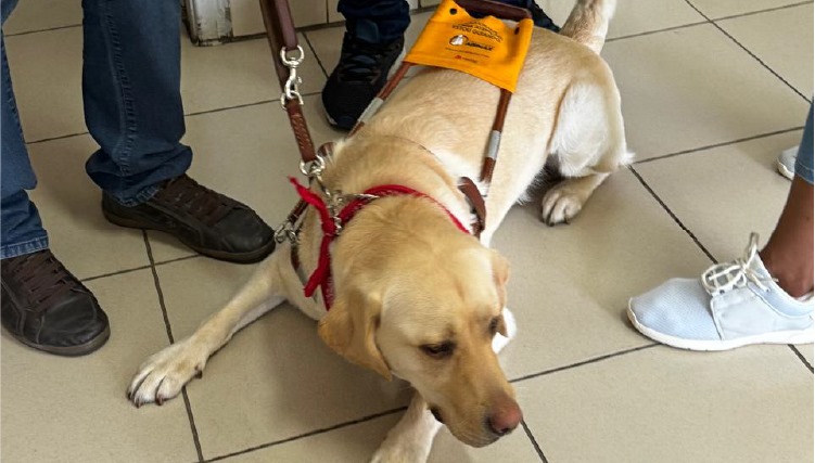 Cão-guia George deitado no chão da sala de aula.